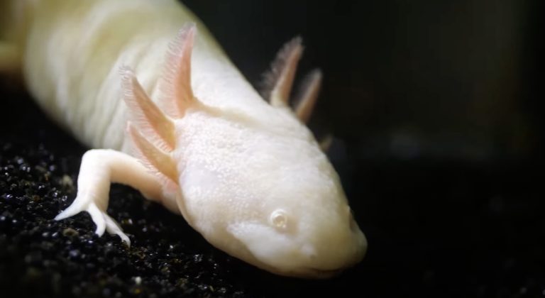axolotl