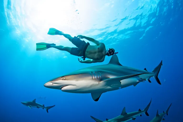 requin Brésil